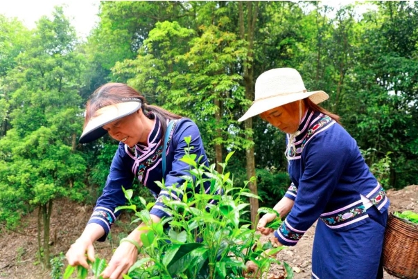 千年茶缘 古茶飘香